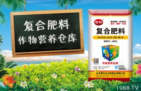 花生增产该怎么做？花生增产技术！