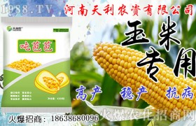 很简单玉米种植方法，只要这四个步骤！