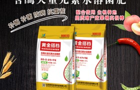 玉米故乡在哪里？新的玉米品种有哪些？