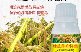 水稻立枯病发病时期在什么时候？水稻立枯病防治措施