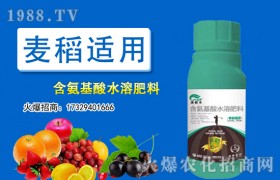 燕麦该如何栽培？燕麦栽培技术三大要点！