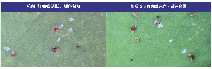 历时11年成功研发，永农生物推出全新农药