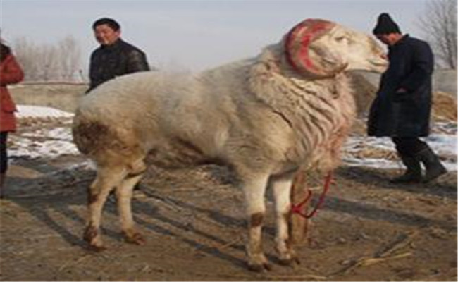 公羊不爬羊是什么原因？公羊不爬羊怎么治疗？