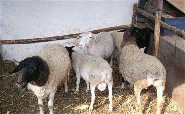 公羊不爬羊是什么原因？公羊不爬羊怎么治疗？