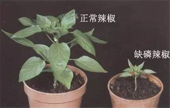 磷肥的作用及功能 施用磷肥的注意事项