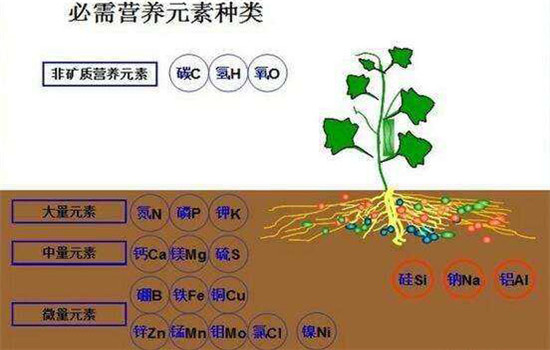 磷肥的作用及功能 施用磷肥的注意事项