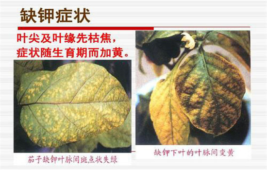钾肥的作用是什么 农作物缺钾有何症状？