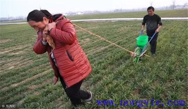 尿素的含氮量为多少 尿素施肥方法和时间