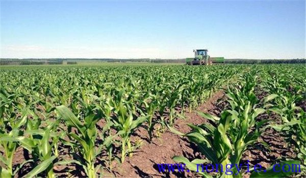 如何合理施用氮肥，施氮肥注意什么