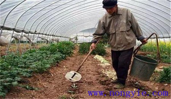 如何合理施用氮肥，施氮肥注意什么