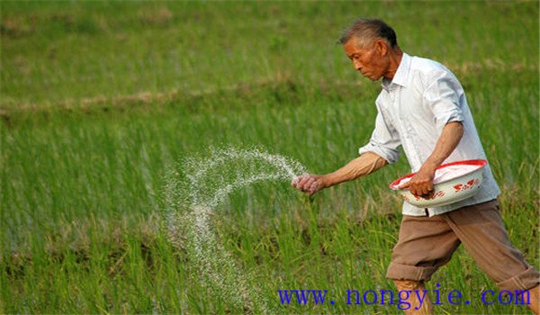 氮肥怎么施最好，兼谈氮肥的施用原则