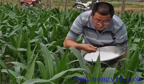 氮肥包括哪些肥料，氮肥对植物的作用有哪些