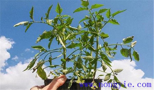 作物缺钾会有什么症状 钾元素对植物的作用是什