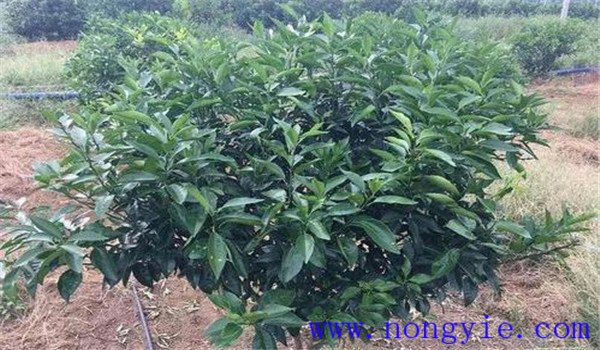 锰肥的种类有哪些 锰肥对植物的作用及使用方法