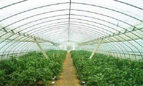 应如何防止棚室内有害气体的危害