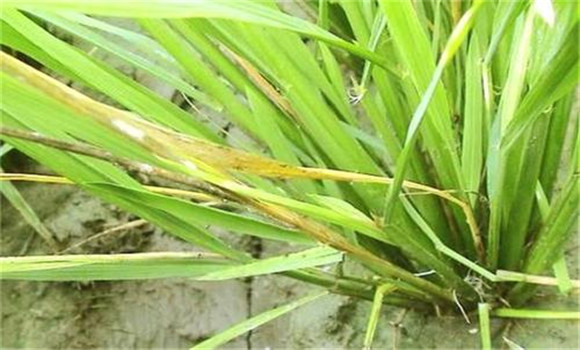 水田除草剂药害的症状及预防、防治方法与措施