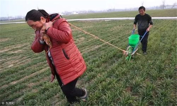 如何提高尿素的利用率，施用尿素要注意这四点