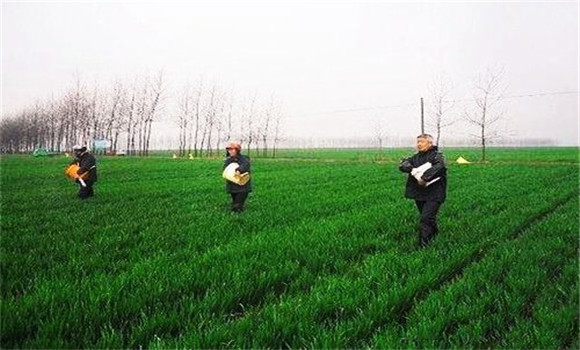 如何提高尿素的利用率，施用尿素要注意这四点
