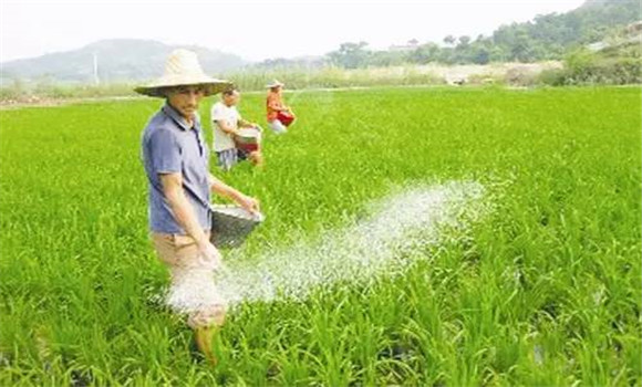 科学施用磷肥，提高磷肥利用率的方法与措施