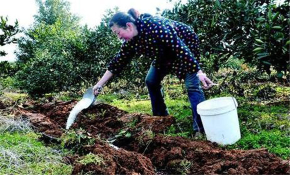 铵态氮肥有哪些,铵态氮肥为什么要深施覆土 铵态氮肥有哪些,铵态氮肥为什么要深施覆土