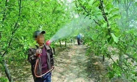尿素可以喷施叶面肥吗？尿素叶面肥的使用方法