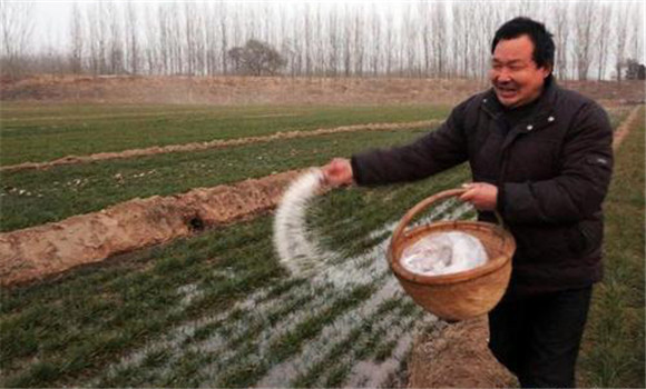 尿素施后多长时间被植物吸收 尿素如何使用？