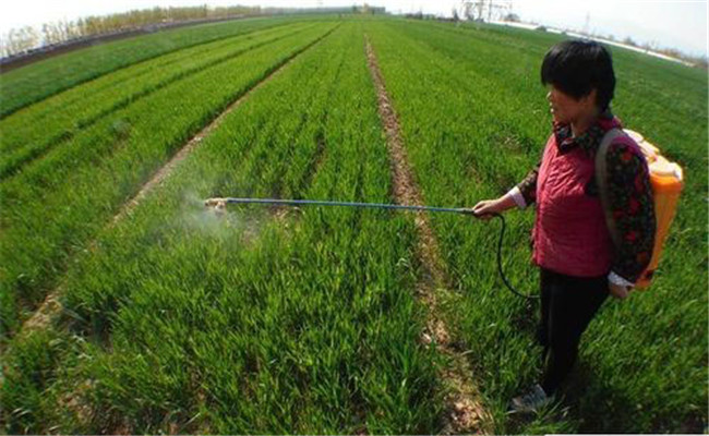 叶面施肥要注意什么，如何喷施叶面肥？