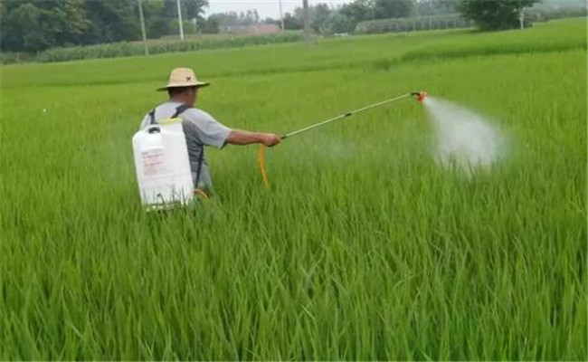 叶面施肥要注意什么，如何喷施叶面肥？