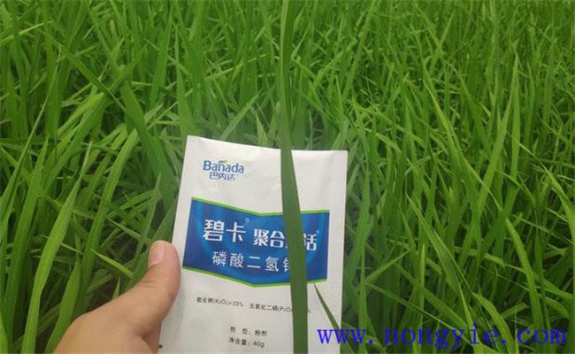 冲施肥哪个品牌好？冲施肥和水溶肥的区别
