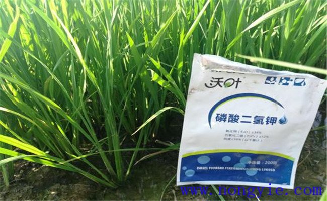 怎样使用磷酸二氢钾 磷酸二氢钾作用及使用方法