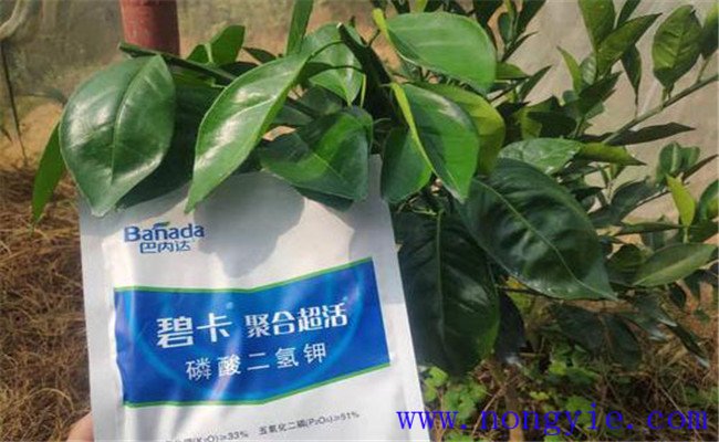 磷酸二氢钾简介 磷酸二氢钾的使用方法与使用量