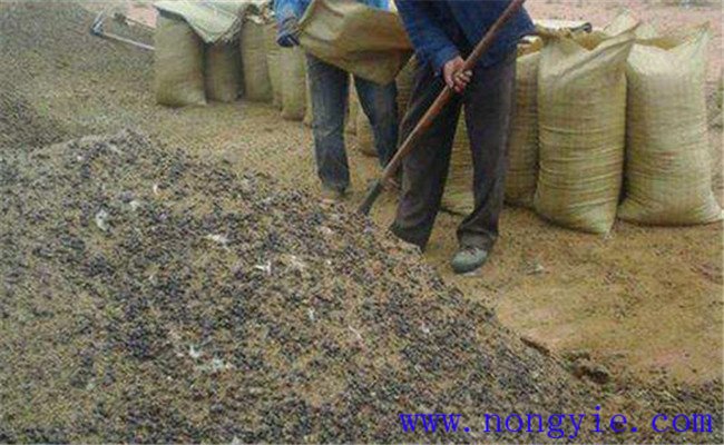 羊粪属于什么肥料 羊粪的使用方法 怎样施用