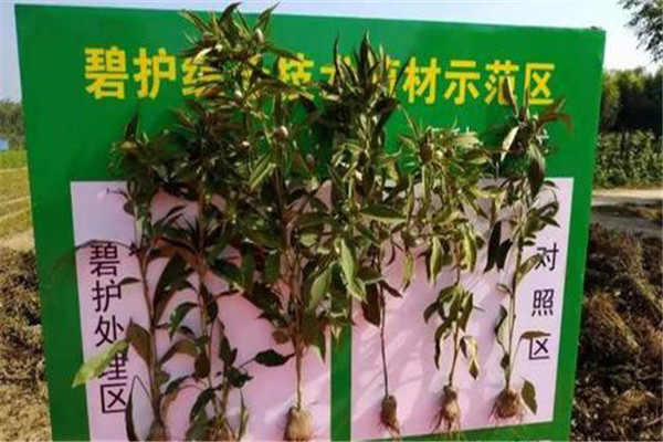 碧护的使用方法与功效，碧护和芸苔素哪个好