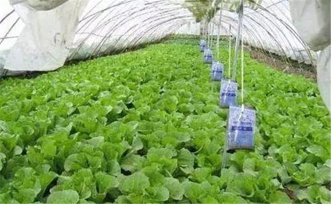 二氧化碳肥料的作用机理 二氧化碳的施肥方法