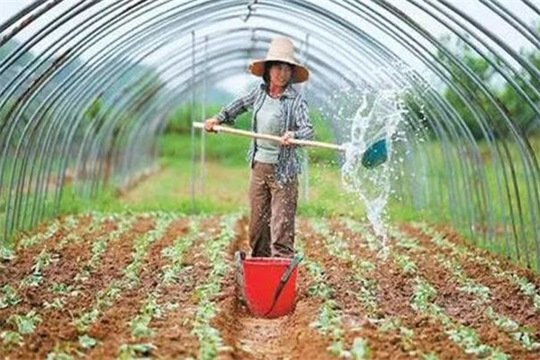 施用冲施肥的优点，怎样冲施肥料不浪费？