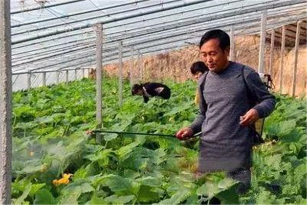 叶面肥什么时候打效果好 叶面肥使用注意事项