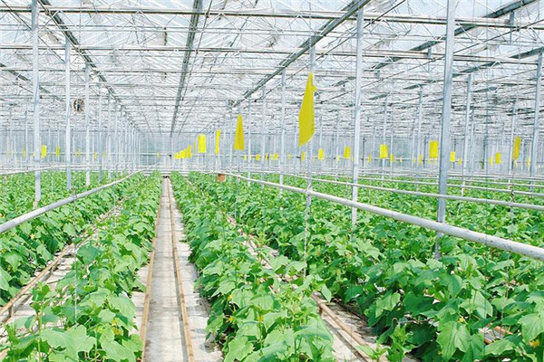 大棚施肥应注意什么 棚菜安全施肥要掌握这五点