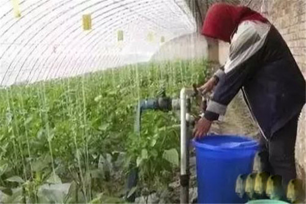 水溶肥怎么使用？水溶肥的正确使用方法