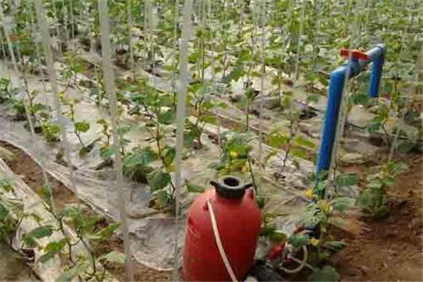 水溶肥怎么使用？水溶肥的正确使用方法