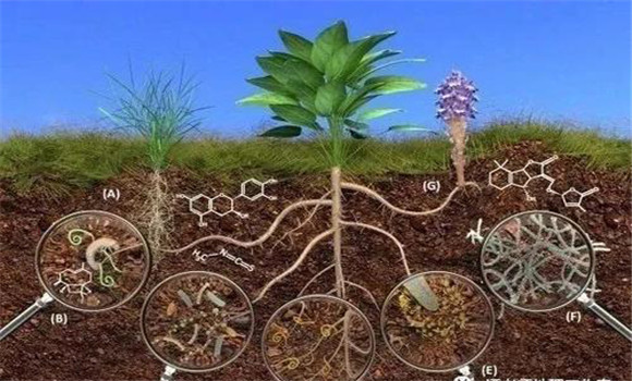 长效尿素的优点、作用机理和施用方法