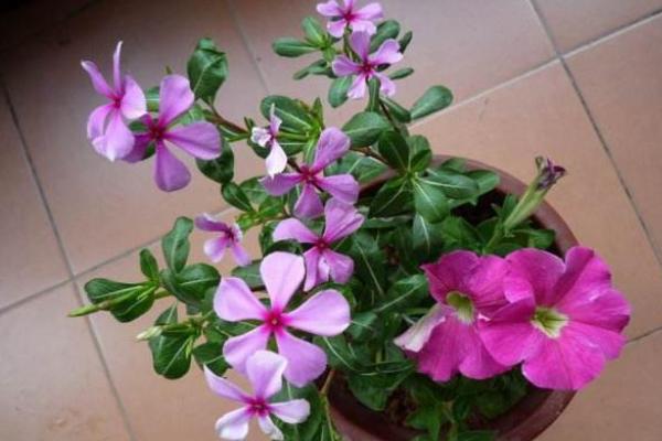 芝麻饼肥富含哪些养分，芝麻饼肥料适合什么花