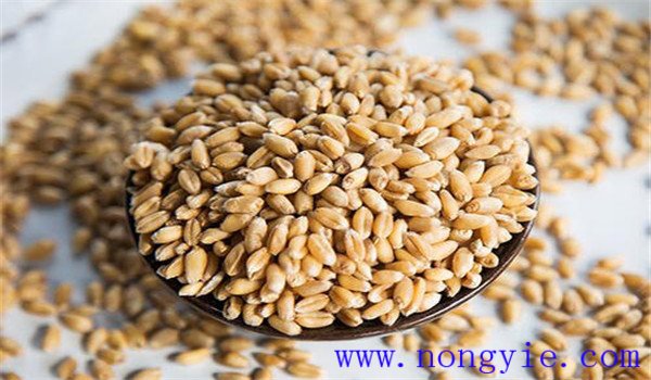 怎样保存麦种子 小麦种子贮藏技术要点 怎样保存麦种子 小麦种子贮藏技术要点