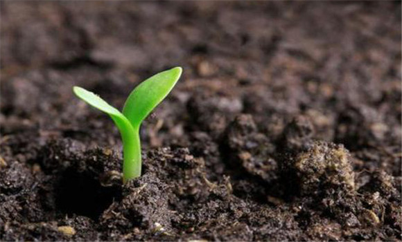 优良蔬菜种子的标准 蔬菜良种应具备哪些条件 优良蔬菜种子的标准 蔬菜良种应具备哪些条件