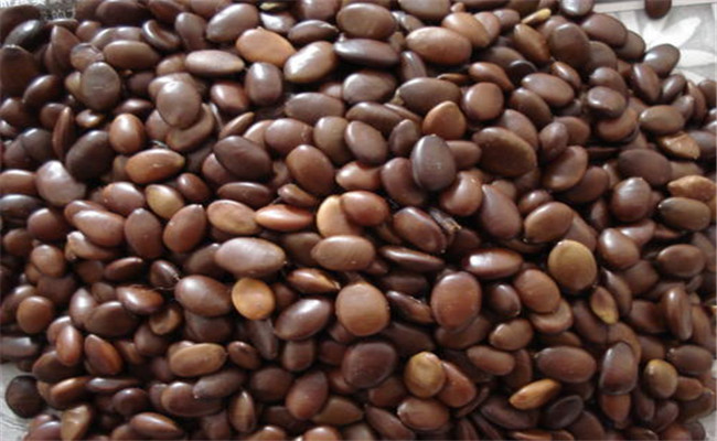 购买种子需要注意什么 发生种子问题如何处理