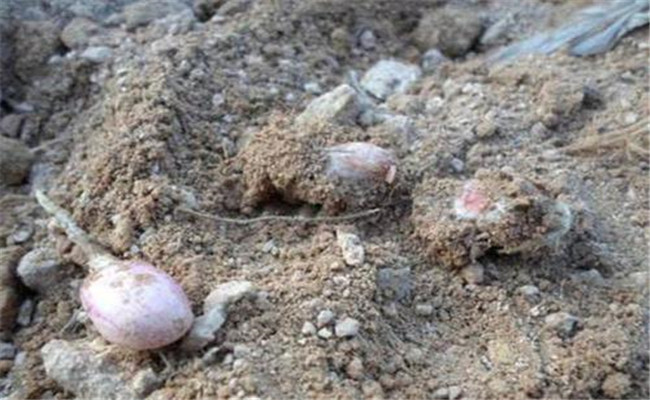 购买种子需要注意什么 发生种子问题如何处理