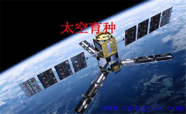 什么是航天育种 航天育种能让作物发生哪些改变