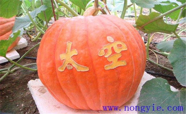 什么是航天育种 航天育种能让作物发生哪些改变
