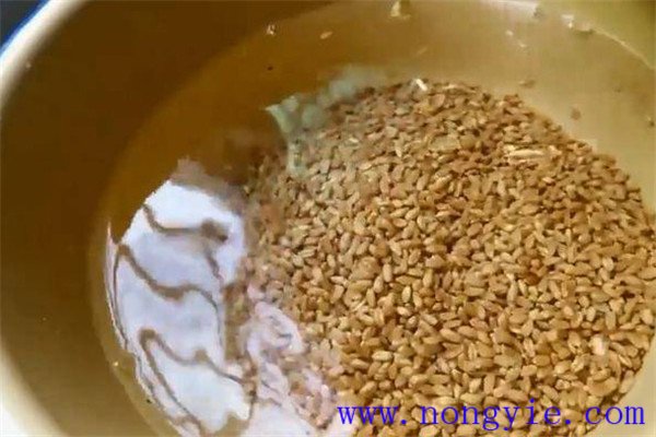 小麦种子播前泡水的作用 用热水还是冷水泡