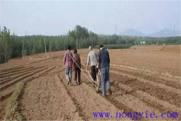 小麦种子亩用量是多少，播种前需不需要泡水