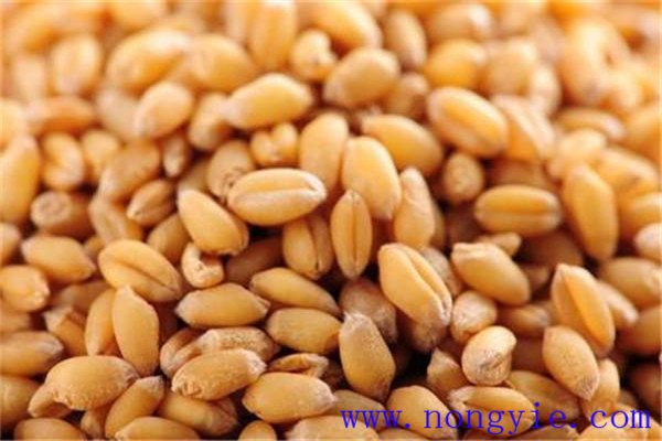 小麦种子冷冻还能发芽吗 小麦种子发芽要什么条